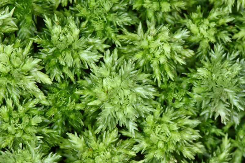 Sphagnum compactum